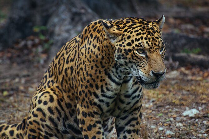 4 Days Tanzania Budget Group Join Safari- Serengeti & Ngorongoro - What the Reviews Say