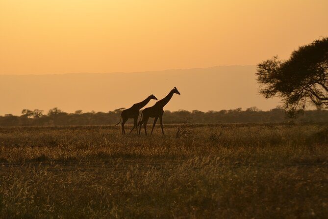 4 Days Tanzania Lodge Safari With Two Nights at Serengeti - Moving On to the Serengeti