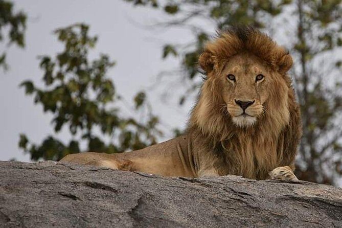4 Days Tanzania Safari - Who Will Love This Safari?