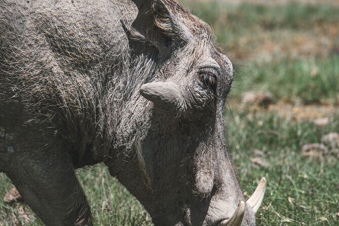 4 Days Tarangire, Serengeti and Ngorongoro Crater Camping Safari - An Honest Look at the 4-Day Safari Experience