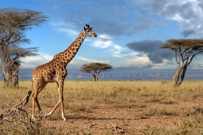 4 Days Tarangire, Serengeti and Ngorongoro Mid-Range Group Safari - What the Tour Includes and What to Consider