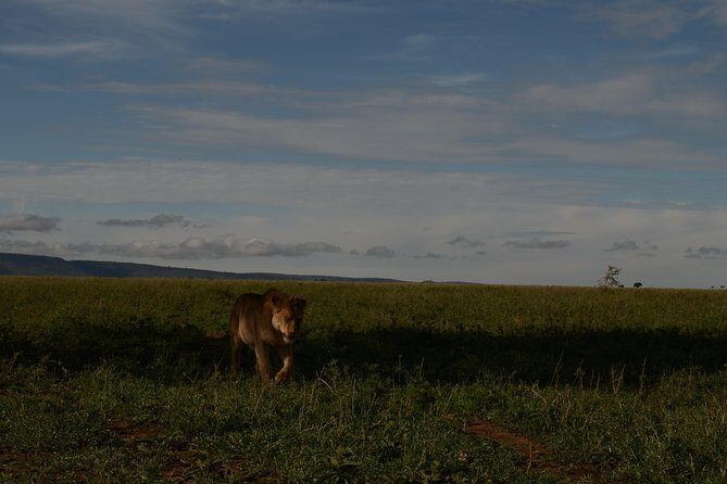 4 Days Tarangire ,Serengeti &Ngorongoro crater group Tour - Day 1: Tarangire National Park