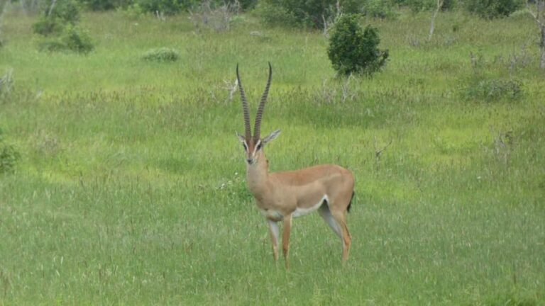 4 days Tsavo East, Amboseli and saltlick lodge safari - Frequently Asked Questions (FAQs)