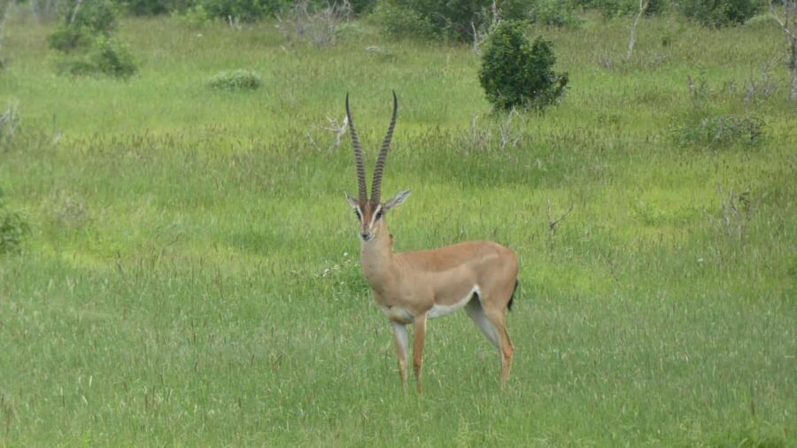 4 days Tsavo East, Amboseli and saltlick lodge safari - Frequently Asked Questions (FAQs)