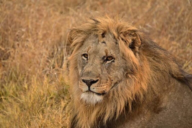 4 Days Tsavo East & Tsavo West safari from Mombasa - Full Day in Tsavo East: Wildlife and Hot Spots