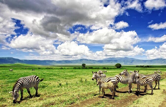 4 Days:tanzania Budget Safari - Authentic Experiences and Tips for Travelers