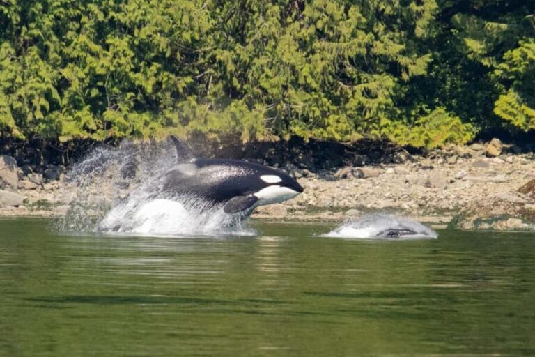 4 Hour Campbell River Whale & Wildlife Tour | Discovery West - What to Expect on the Tour