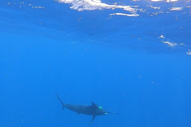 4 Hour Costa Maya Fishing and Snorkeling Experience - A Detailed Look at the Experience