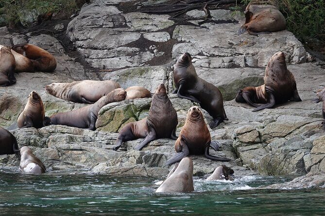 4 hour Covered Boat Whale and Wildlife Tour - What to Expect on the Tour