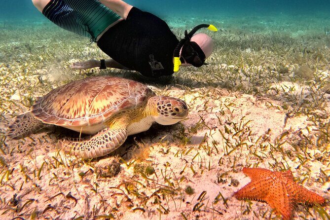 4 Hour Cozumel Turtle Sanctuary Experience on a Luxury Catamarán - What’s Included and What’s Not
