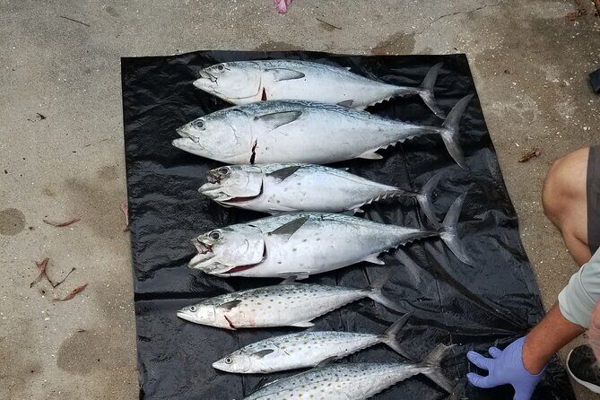 4-hour Fishing Adventure at Belleair Causeway - Practical Tips for Travelers