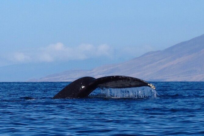 4-Hour Makena Whale Watch Tour - Who Should Consider This Tour?