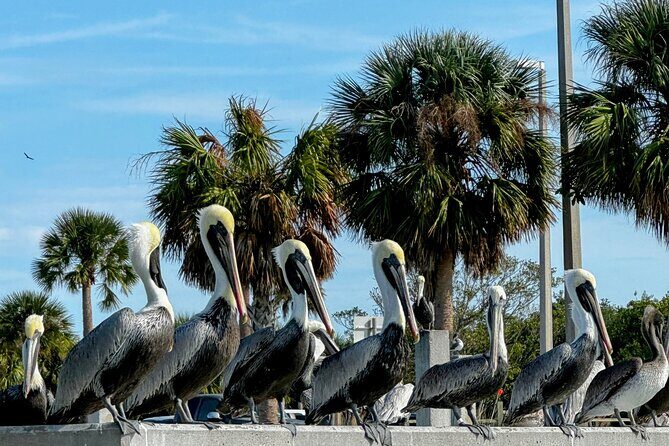 4-Hour Mangrove Island and Dolphin Watch Sandbar in Fort Pierce - Practical Considerations