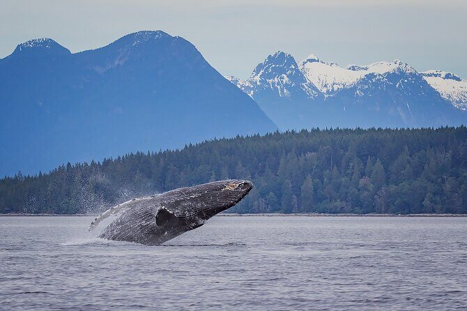 4 Hour Morning Whale Watching Tour - Who Will Love This Tour?