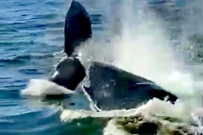 4-Hour Private Whale Watching in Puerto Vallarta - The Experience of Marine Encounters
