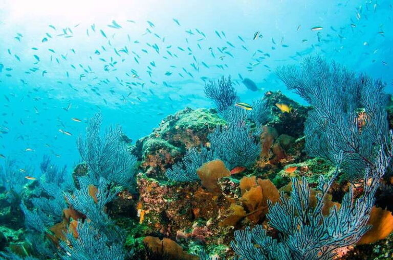 *4-Hour Roqueta Island Snorkeling, out of the Bay Experience - Why This Tour Works