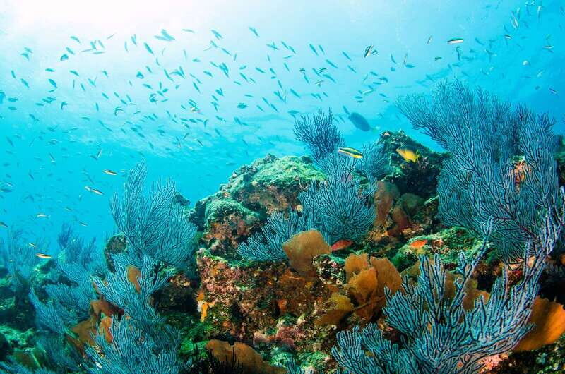 *4-Hour Roqueta Island Snorkeling, out of the Bay Experience - Why This Tour Works