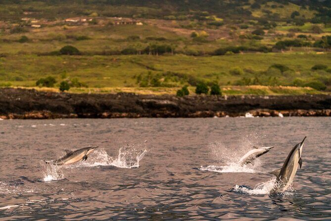 4 Hour Super-Raft Snorkeling Experience in Kailua-Kona - The Value Proposition
