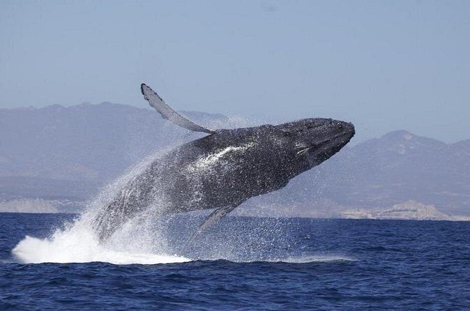 4-Hour Whale Watching Cruise in Puerto Vallarta - Who Will Love This Tour?