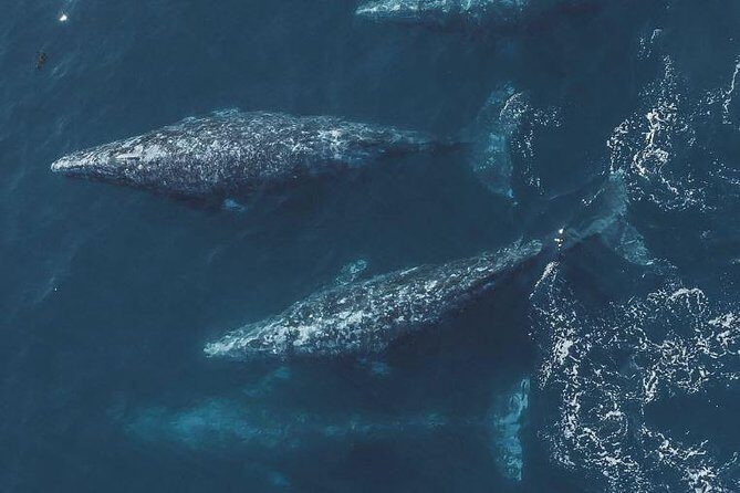 4 Hour Whale Watching Tour From Monterey - Who Will Love This Tour?