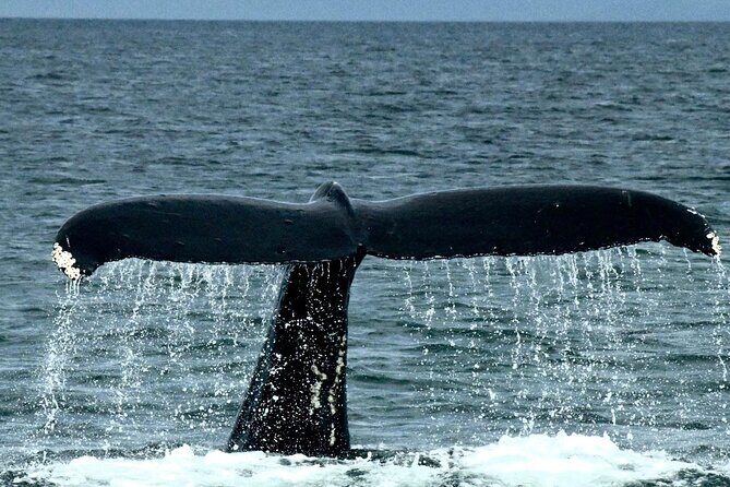 4-Hour Wildlife and Coastal Tour in Juneau, Alaska - The Value and Why It’s Worth Considering