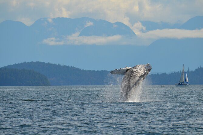4 hour Zodiac Whale and Wildlife Tour - Why This Tour Suits Different Travelers