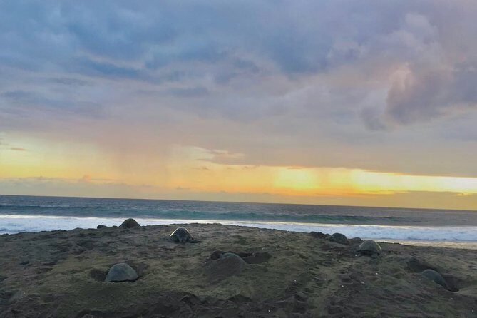 4 in 1 Tour - Mazunte, Cacao Factory, La Ventanilla National Park & Turtle Spawn - Pricing and Value Analysis