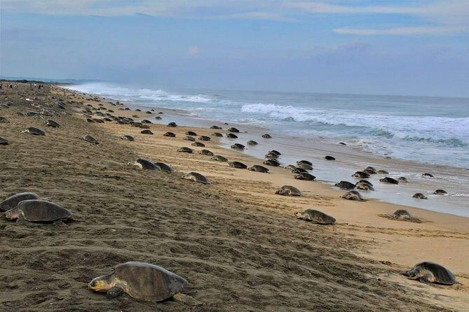 4-in-1 Tour - Mazunte,Cacao Factory, La Ventanilla & Turtle Spawn - Authenticity and Guide Quality