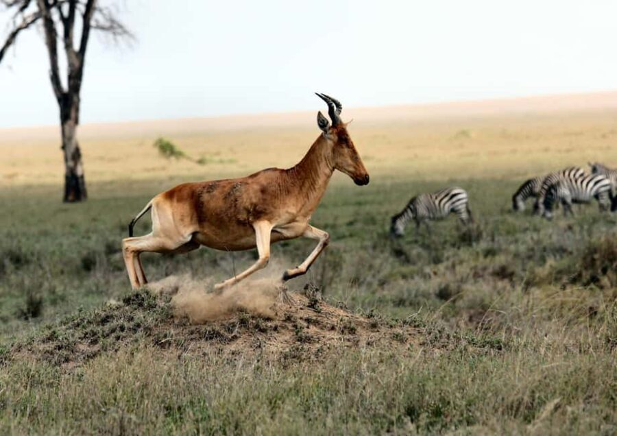 4Day Serengeti Migration MidRange Safari(Northern Serengeti) - Transport and Comfort