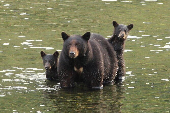 4hr Custom Private Tour of Ketchikan (14 People) Wildlife + More - The Sum Up