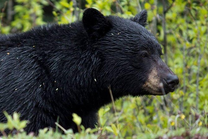 5.5-Hour Jasper Wildlife and Waterfalls Tour with Maligne Lake Cruise from Jasper - Who Will Love This Tour?