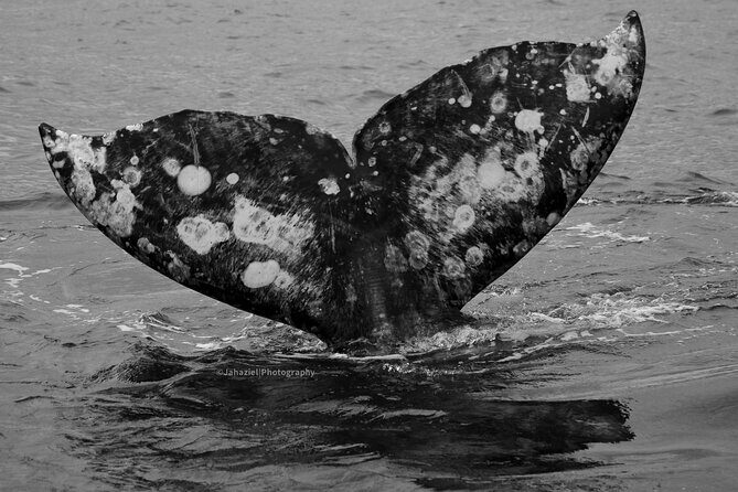 5-Day Baja Whale Safari: 2 Whale Species & Snorkeling Experiences - The Itinerary in Detail: What to Expect Each Day