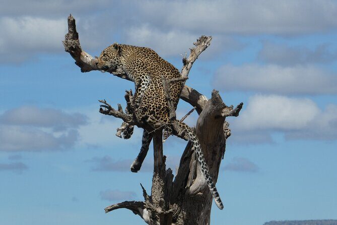 5-Day Group Tour Mid Range - A Deep Dive into the 5-Day Tanzania Safari