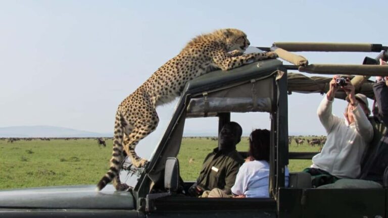 5 Day Kenya Adventure Safari Package - The Practicalities and What They Mean for You