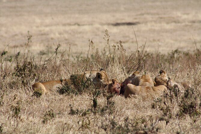 5-Day private Camping Safari Tour in Tanzania - What You’ll Experience: From Vehicles to Campsites