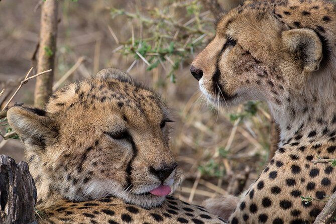 5-Day Private Safari Tour in Northern Tanzania - What Makes This Safari Stand Out?
