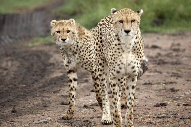 5 Day Safari in Tarangire, Serengeti and Ngorongoro Wonders - Final Thoughts