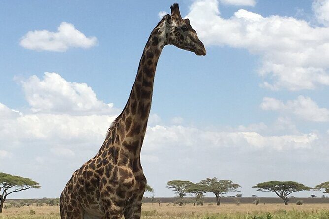 5 day safari Tarangire Serengeti and Ngorongoro crater - Day 1: Entering Tarangire National Park