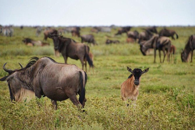 5 Day Serena Luxury Tanzania Safari - Practical Aspects and What You Should Know
