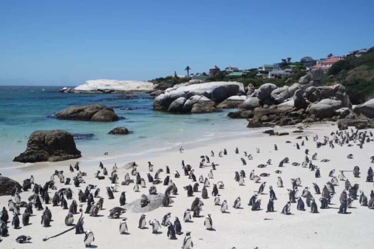 5-Day South Africa Tour: Cape Town, Safari, and Garden Route - What Makes This Tour Stand Out