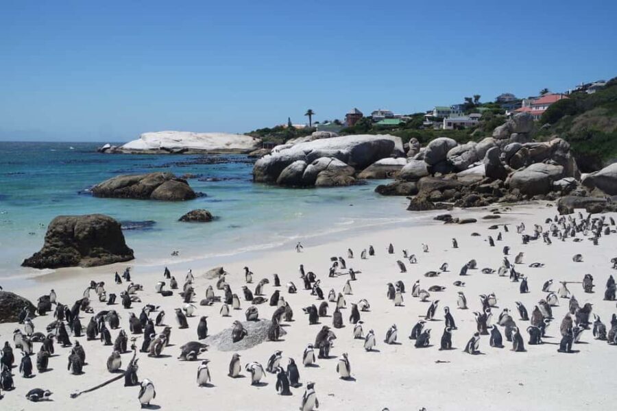5-Day South Africa Tour: Cape Town, Safari, and Garden Route - What Makes This Tour Stand Out