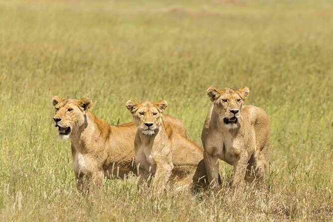 5 Day: Spectacular View of Ngorongoro Crater - Who Will Love This Safari?