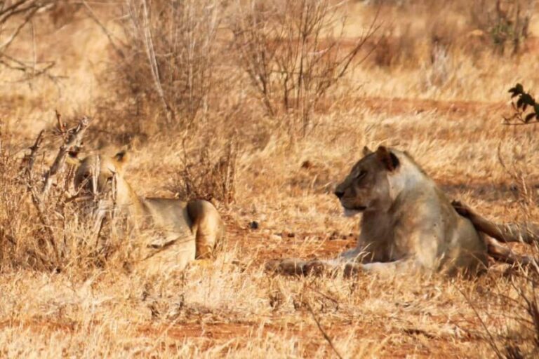 5 Days 4 nights Safari to Tsavo East,Tsavo West and Amboseli - What’s Included and What to Consider