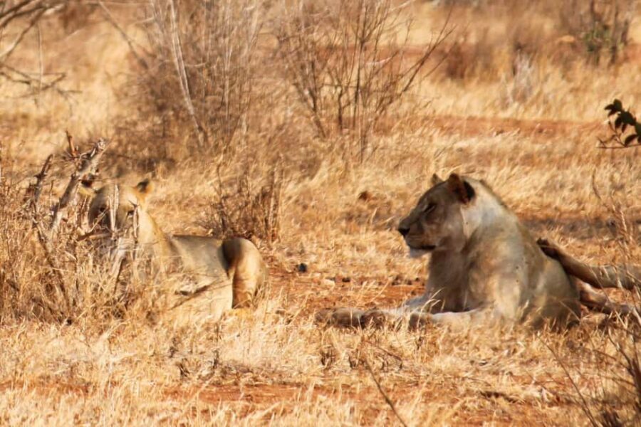 5 Days 4 nights Safari to Tsavo East,Tsavo West and Amboseli - What’s Included and What to Consider