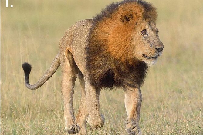 5 Days Affordable Budget Safari to Northern Tanzania - Practical Details