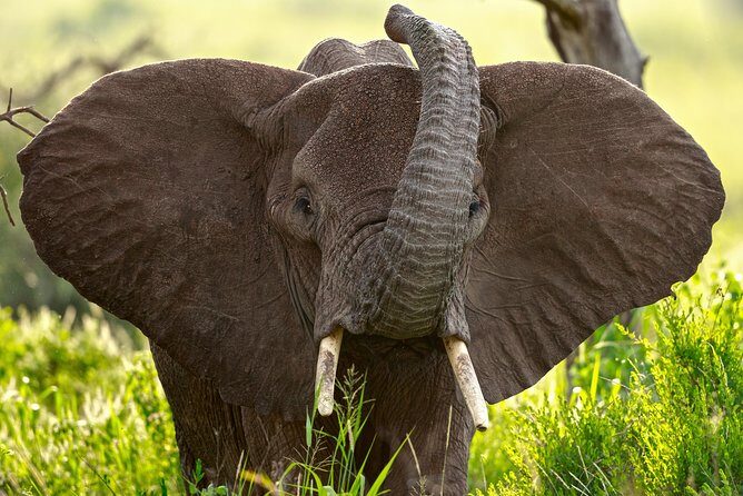 5 Days Big Five Adventures Luxury Lodge Safari in Tanzania - The Practicalities: What’s Included, What’s Not