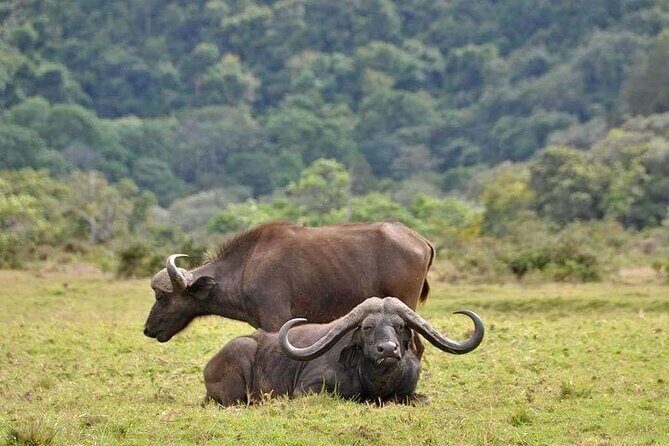 5 Days Budget Private Safari, Tanzania - What We Love About This Tour