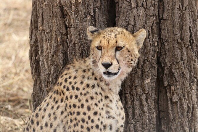 5 Days Fantastic Tanzania Lodge Safaris - The Sum Up