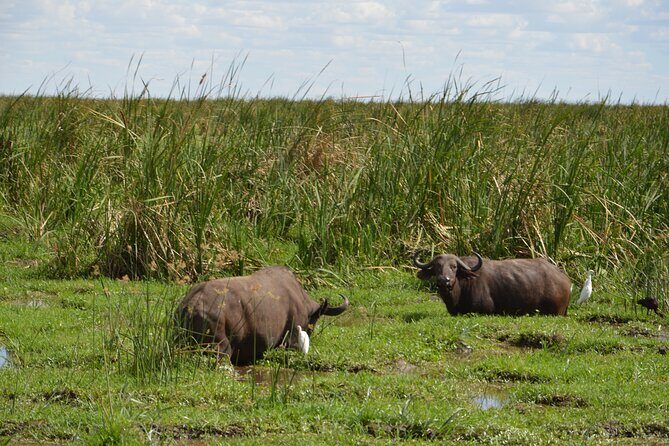 5 Days Group Camping Safari - What You Can Expect in Terms of Comfort and Value