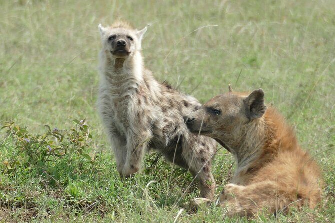 5 Days in to the heart of serengeti - Authenticity and Traveler Reviews